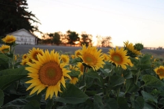 20374664_136859720239872_6498255390777076679_n