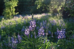 57959D09-2760-4C8A-847C-BE1EA3EFD269