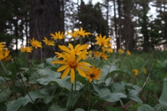 C4720F84-47FD-4F1B-8DDC-A51F1B848F61